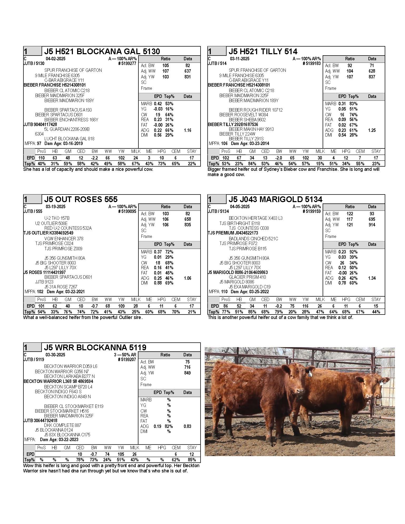 heifers 1_Page_1