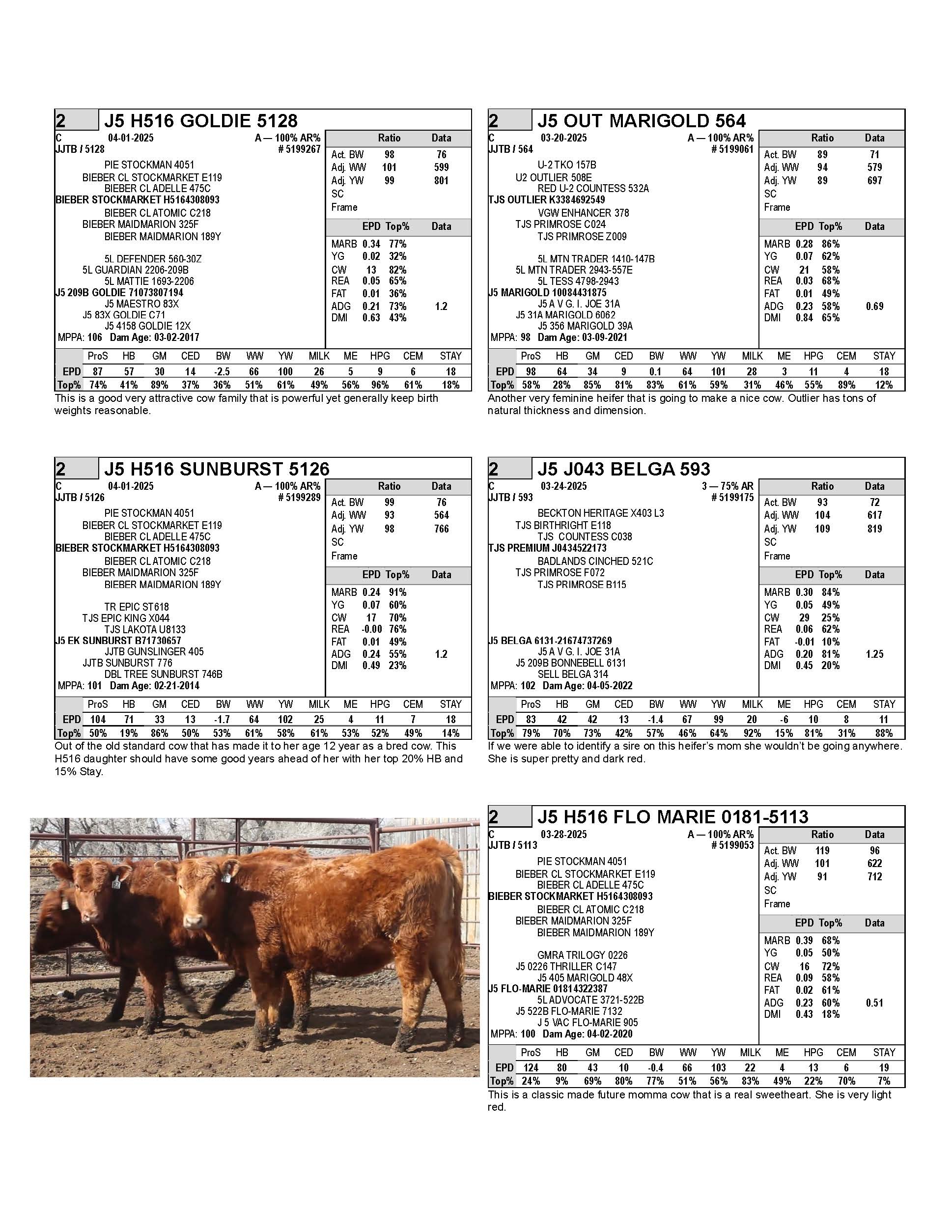 heifers 1_Page_2