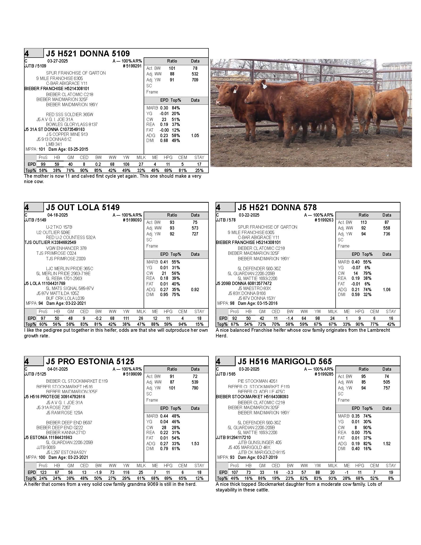 heifers 1_Page_4