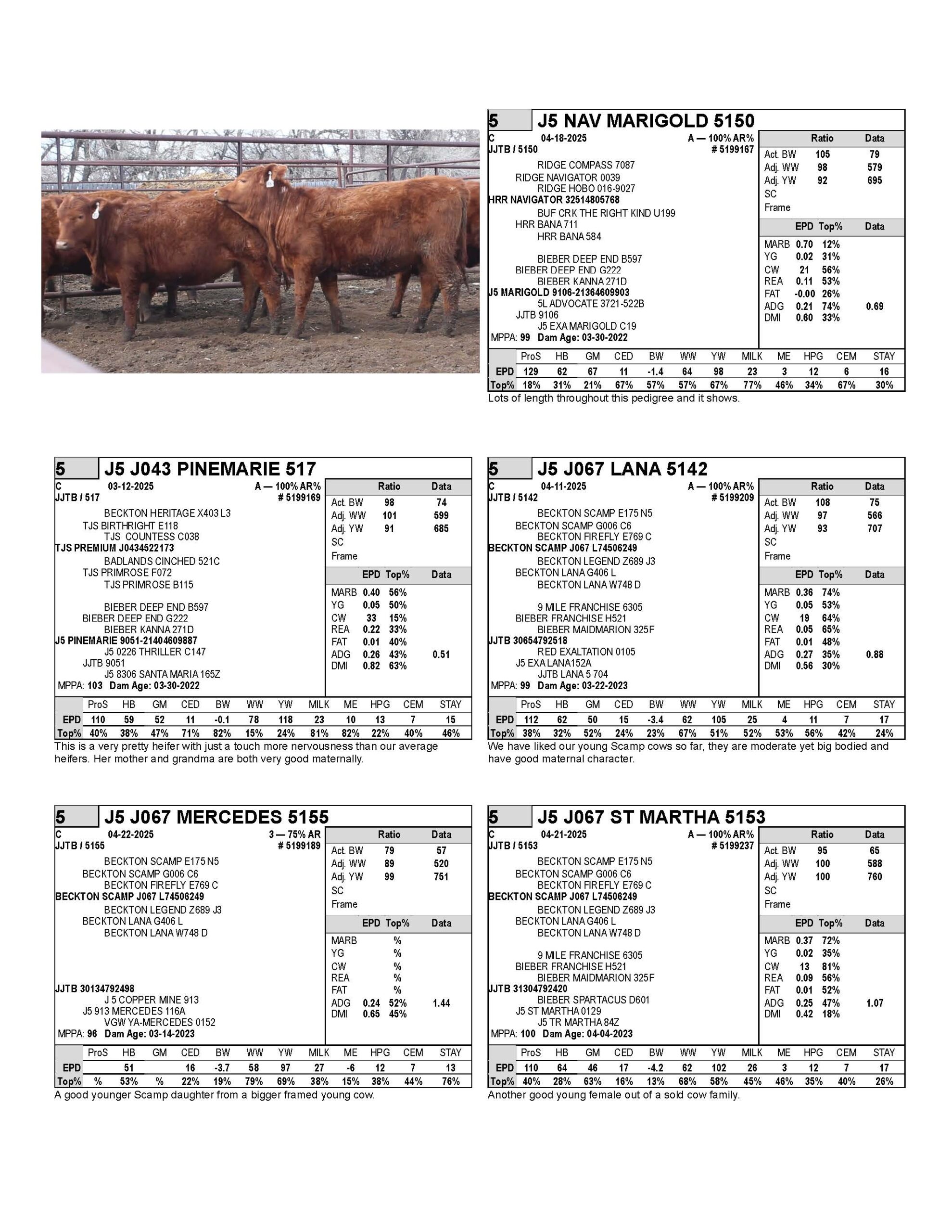 heifers 1_Page_5