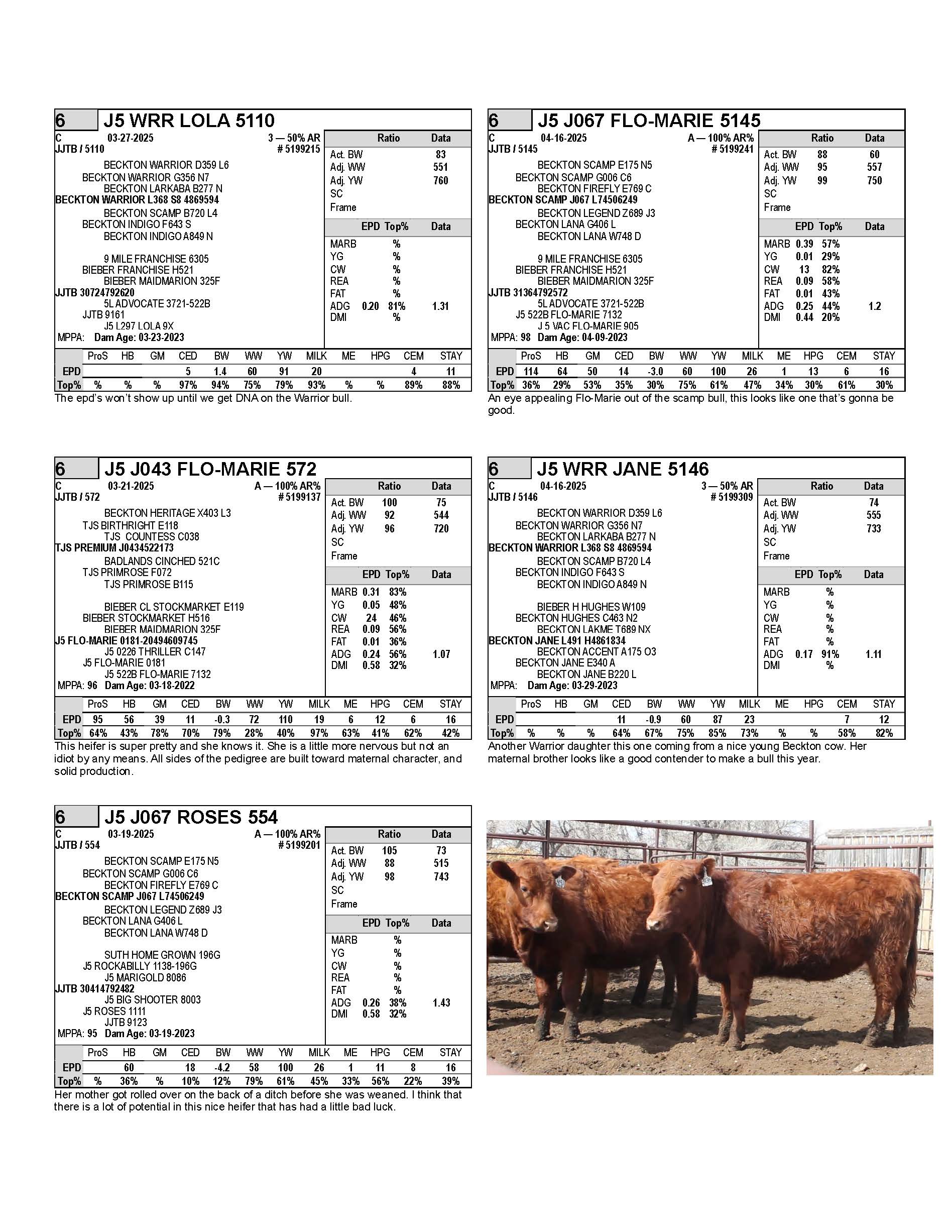 heifers 1_Page_6