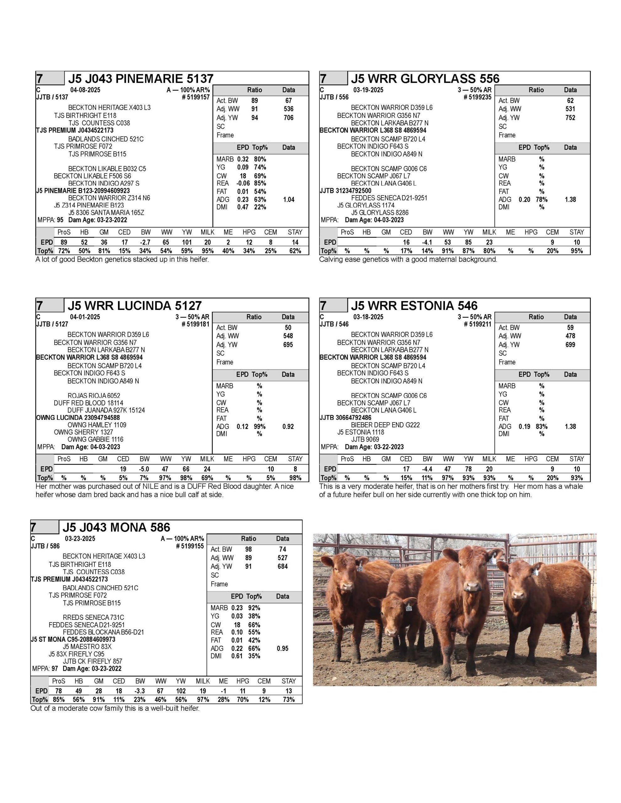 heifers 1_Page_7